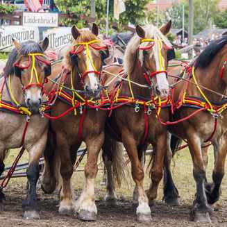Titanen der Rennbahn 2013: Ein Rückblick auf das Event - Fotobrb: Faszination Fotografie aus Brandenburg an der Havel Titanen 2013 5