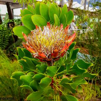 IGA Berlin: „MEHR aus Farben“ - Fotobrb: Faszination Fotografie aus Brandenburg an der Havel IGA Berlin 2017 1
