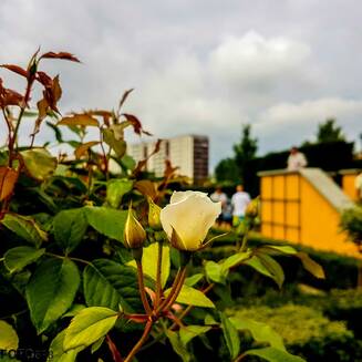 IGA Berlin: „MEHR aus Farben“ - Fotobrb: Faszination Fotografie aus Brandenburg an der Havel IGA Berlin 2017 11