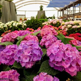 IGA Berlin: „MEHR aus Farben“ - Fotobrb: Faszination Fotografie aus Brandenburg an der Havel IGA Berlin 2017 5