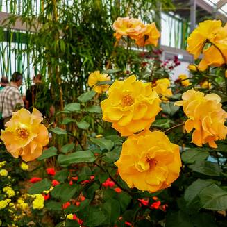 IGA Berlin: „MEHR aus Farben“ - Fotobrb: Faszination Fotografie aus Brandenburg an der Havel IGA Berlin 2017 7