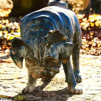 „Waldmops-Bande“ ganz nah auf dessen Spuren - Fotobrb: Faszination Fotografie aus Brandenburg an der Havel Waldmops___1