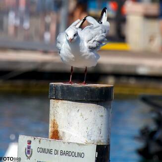 Gardasee_2021_31