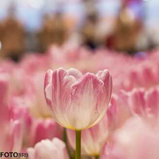 Gruene_Woche_2018_10