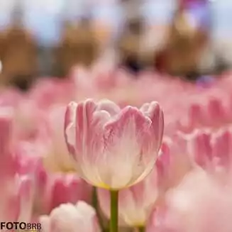 Gruene_Woche_2018_10