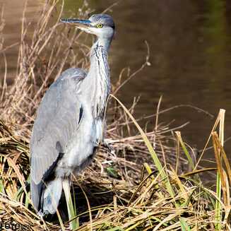 Frühling in und um Brandenburg - Fotobrb: Faszination Fotografie aus Brandenburg an der Havel Fruehling_110