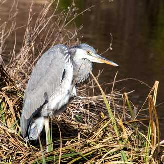 Frühling in und um Brandenburg - Fotobrb: Faszination Fotografie aus Brandenburg an der Havel Fruehling_115