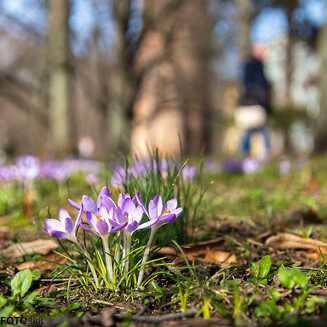 Frühling in und um Brandenburg - Fotobrb: Faszination Fotografie aus Brandenburg an der Havel Fruehling_2021_1