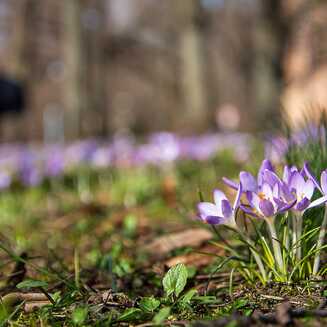 Frühling in und um Brandenburg - Fotobrb: Faszination Fotografie aus Brandenburg an der Havel Frühlingserwachen am Humboldthain von Brandenburg an der Havel - Fotobrb.de