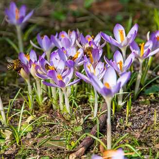 Frühling in und um Brandenburg - Fotobrb: Faszination Fotografie aus Brandenburg an der Havel Fruehling_2021_3