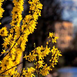 Frühling in und um Brandenburg - Fotobrb: Faszination Fotografie aus Brandenburg an der Havel Fruehling_32