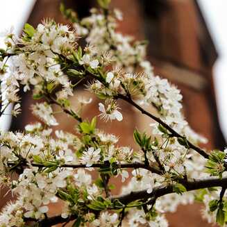 Frühling in und um Brandenburg - Fotobrb: Faszination Fotografie aus Brandenburg an der Havel Fruehling_41