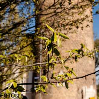 Frühling in und um Brandenburg - Fotobrb: Faszination Fotografie aus Brandenburg an der Havel Fruehling_42
