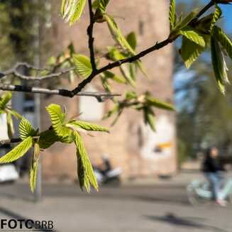 Frühling in und um Brandenburg - Fotobrb: Faszination Fotografie aus Brandenburg an der Havel Fruehling_43