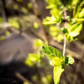 Aufblühen zu Frühling