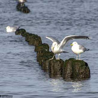 Mielno_2022_6