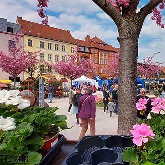 Gartenmarkt_2022_4