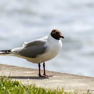 Heilbad Waren (Müritz): Garantiert ein Ort der Erholung - Fotobrb: Faszination Fotografie aus Brandenburg an der Havel Waren_Mueritz_2022_10
