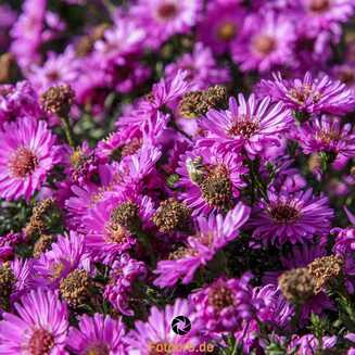 LAGA_2022_Oktober_9