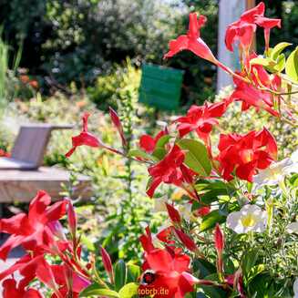 Heller Garden – Einzigartig am Gardasee - Fotobrb: Faszination Fotografie aus Brandenburg an der Havel Heller_Garden_188