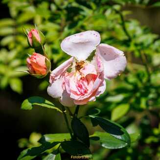 Heller Garden – Einzigartig am Gardasee - Fotobrb: Faszination Fotografie aus Brandenburg an der Havel Heller_Garden_196