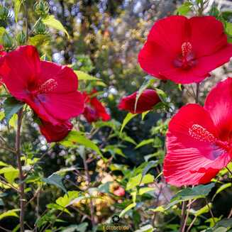 Heller Garden – Einzigartig am Gardasee - Fotobrb: Faszination Fotografie aus Brandenburg an der Havel Heller_Garden_200