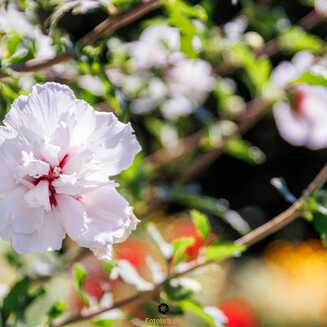 Heller Garden – Einzigartig am Gardasee - Fotobrb: Faszination Fotografie aus Brandenburg an der Havel Heller_Garden_206