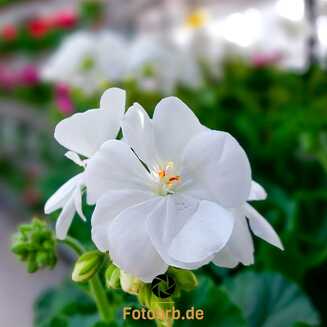 Frühlingszauber auf dem Brandenburger Gartenmarkt