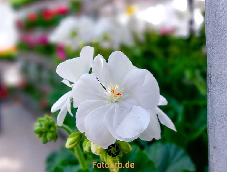 Frühlingszauber auf dem Brandenburger Gartenmarkt