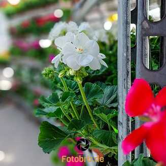 Gartenmarkt_2024_472