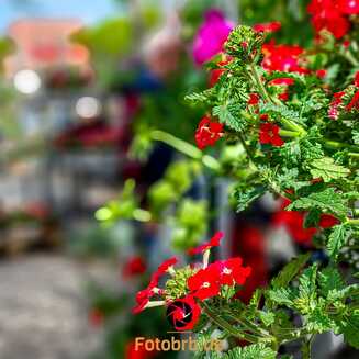 Frühlingszauber zum Gartenmarkt