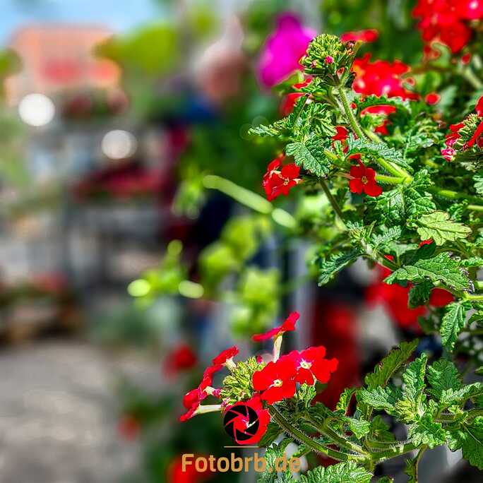 Frühlingszauber zum Gartenmarkt