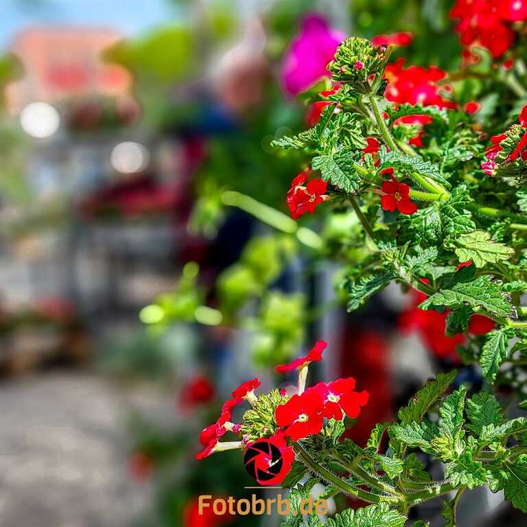 Frühlingszauber zum Gartenmarkt