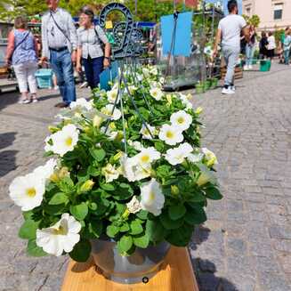 Gartenmarkt_2024_475