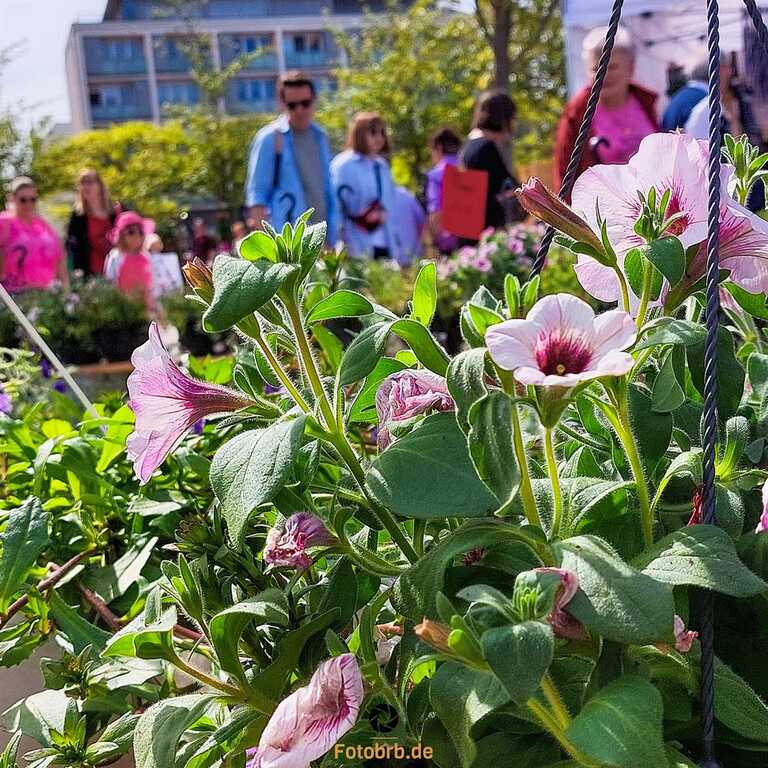 Besucher hielten nach neuen Inspirationen ausschau
