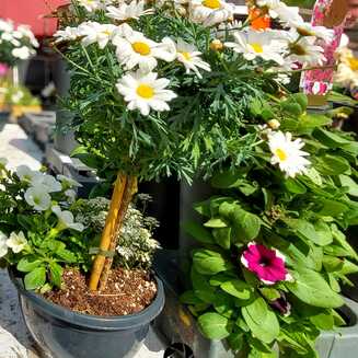 Gartenmarkt_2024_479