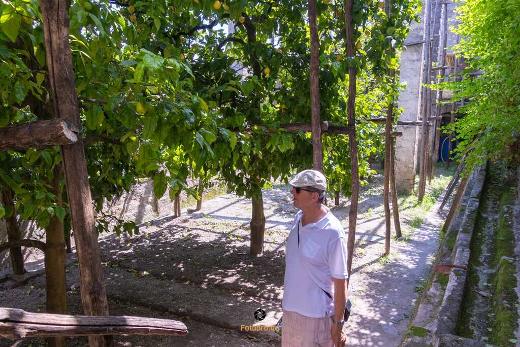 Spaziergang durch den malerischen Zitronengarten