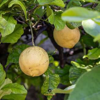 Limone sul Garda – ein malerisches Juwel am Gardasee - fotobrb.de Italien_2024__663
