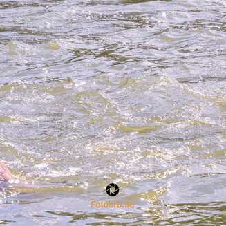 32_Brueckenschwimmen_2024_682