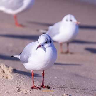 Polen_Mielno_Ostesee_2025____1104