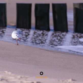 Polen_Mielno_Ostesee_2025____1105