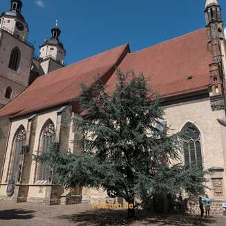 Wittenberg: Die Stadt der Reformation und Martins Luthers - Fotobrb: Faszination Fotografie aus Brandenburg an der Havel Lutherstadt_Wittenberg_2025_1461