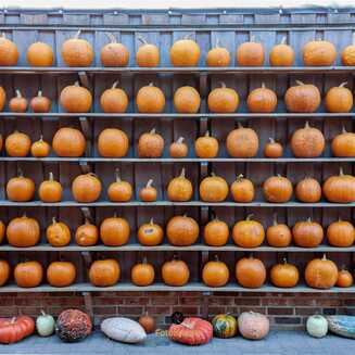 Klaistow_Kuerbis_2025_1637