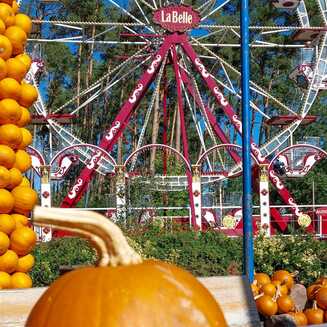 Klaistow_Kuerbis_2025_1638