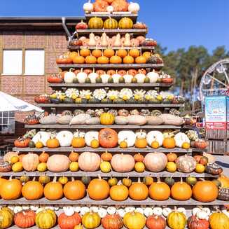 Klaistow_Kuerbis_2025_1640