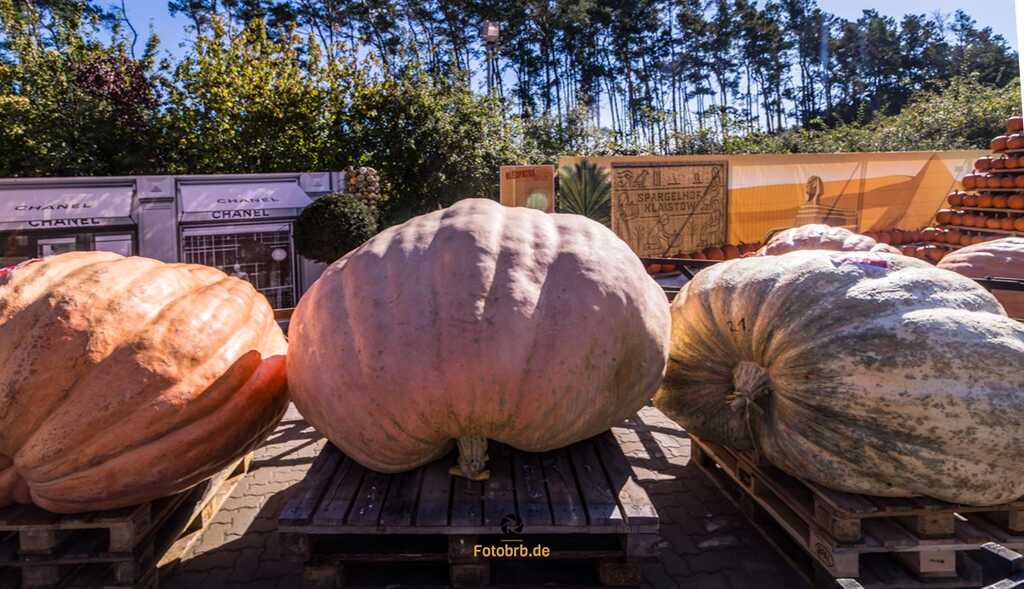 Sieger-Kürbis (Mitte) mit 1.034,8 Kilogramm