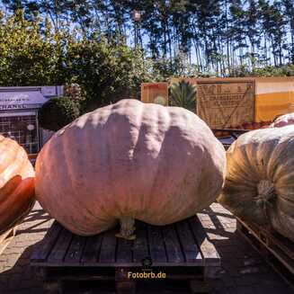 Sieger-Kürbis (Mitte) mit 1.034,8 Kilogramm