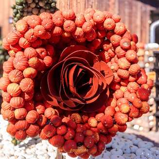 Klaistow_Kuerbis_2025_1644