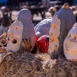 Klaistow_Kuerbis_2025_1649