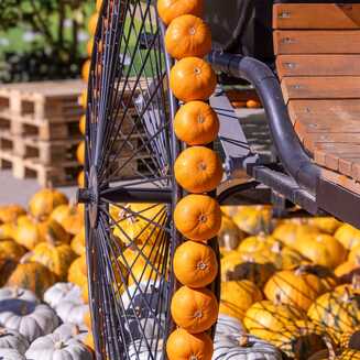 Klaistow_Kuerbis_2025_1656